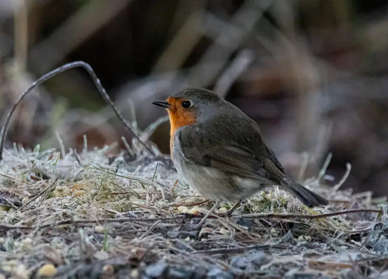 IMG_5582 export Insta 2024_01_29